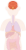 脳　器官　人体