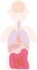 腸　内臓　器官　人体