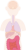 腸　内臓　器官　人体