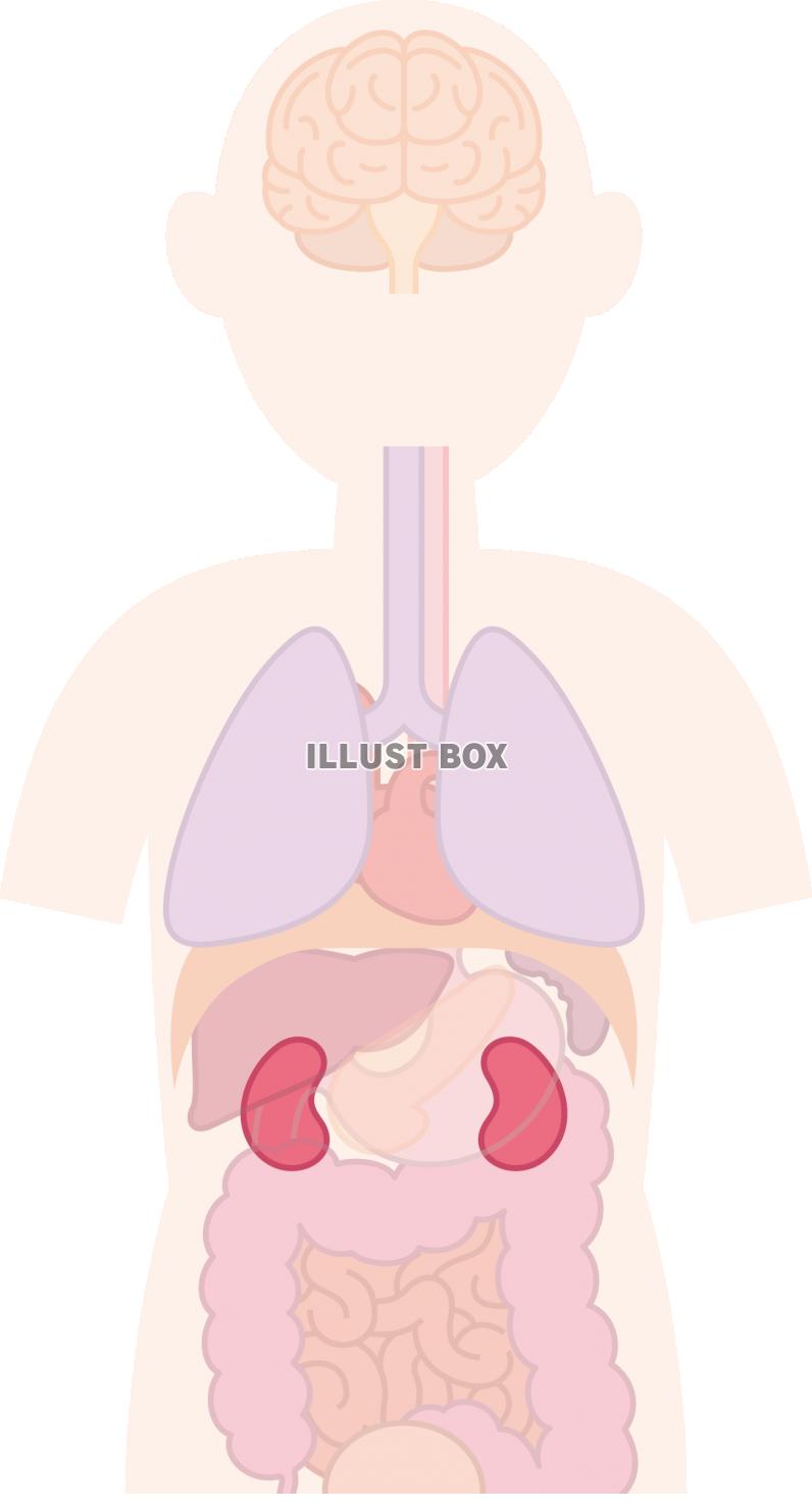 じん臓　内臓　器官　人体
