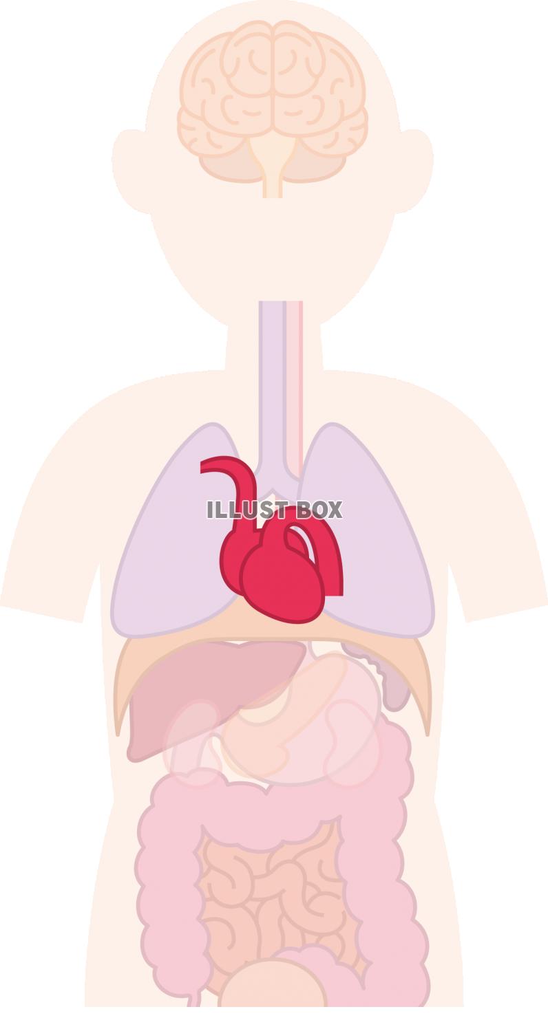 無料イラスト 心臓 内臓 器官 人体