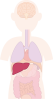 肝臓 内臓 器官 人体