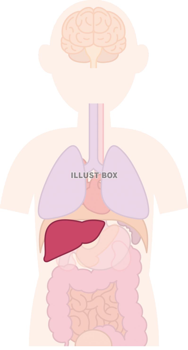 無料イラスト 肝臓 内臓 器官 人体