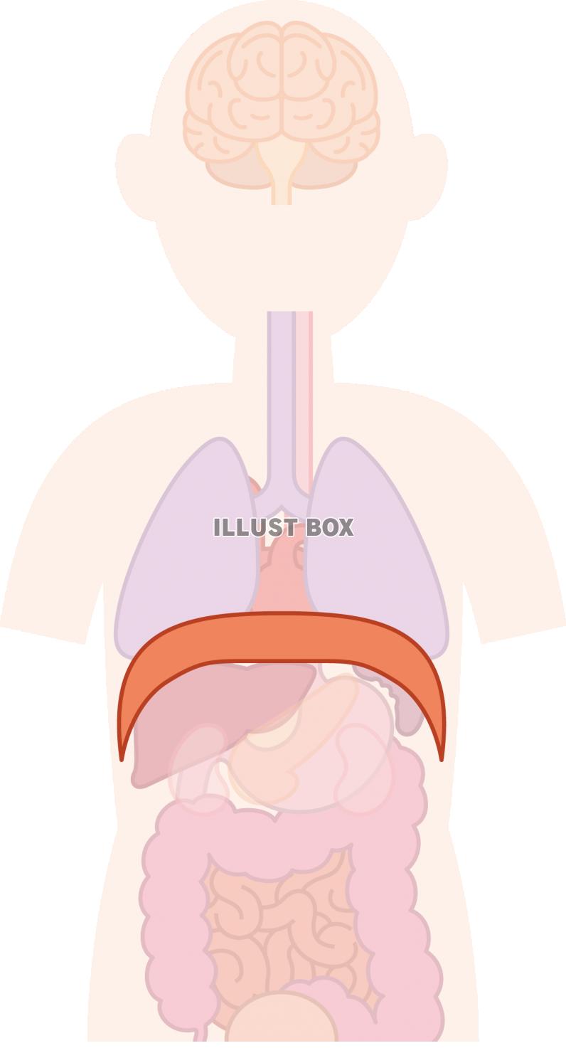 無料イラスト 横隔膜 呼吸器 器官