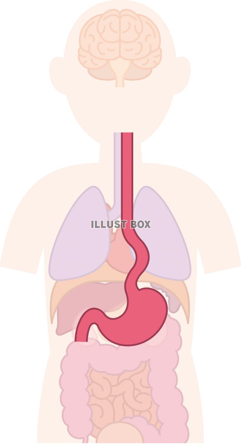胃 内臓 器官 人体