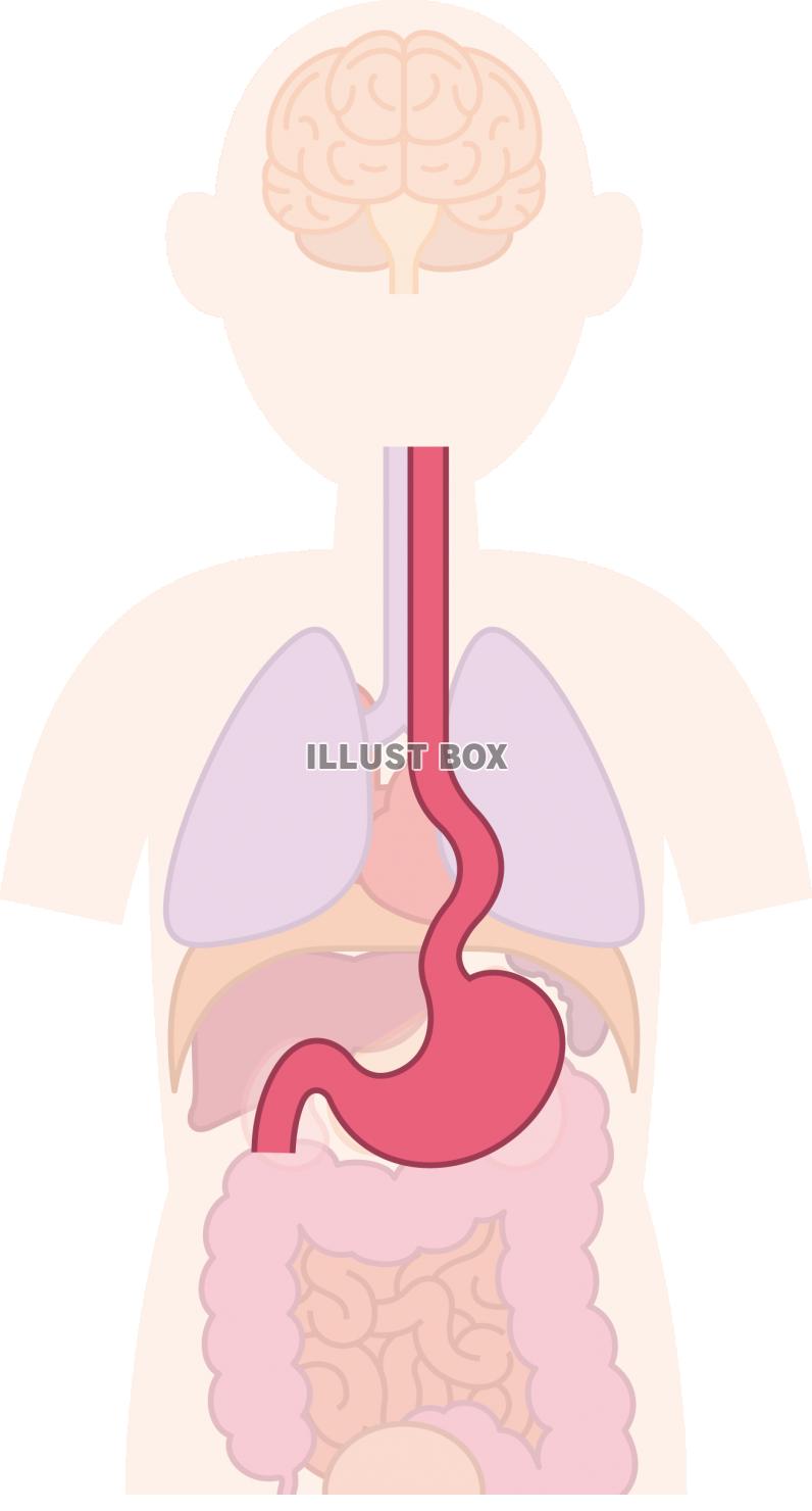 無料イラスト 胃 内臓 器官 人体