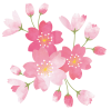 透過・桜のイラスト　春手書き水彩かわいいシンプル桜サクラ3月4月カット