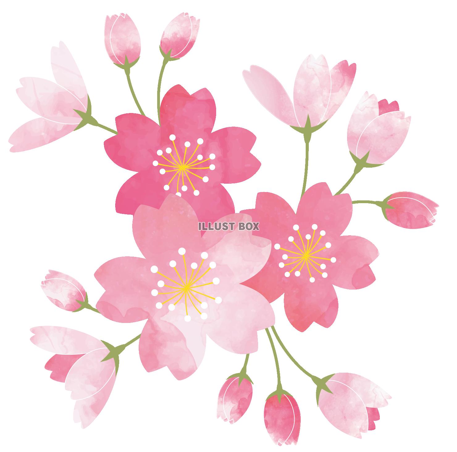 無料イラスト 透過 桜のイラスト 春手書き水彩かわいいシンプル桜