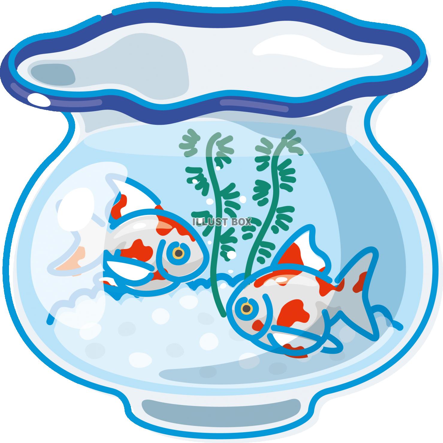 夏のイメージ　 金魚鉢　金魚