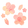 桜の花　透過png