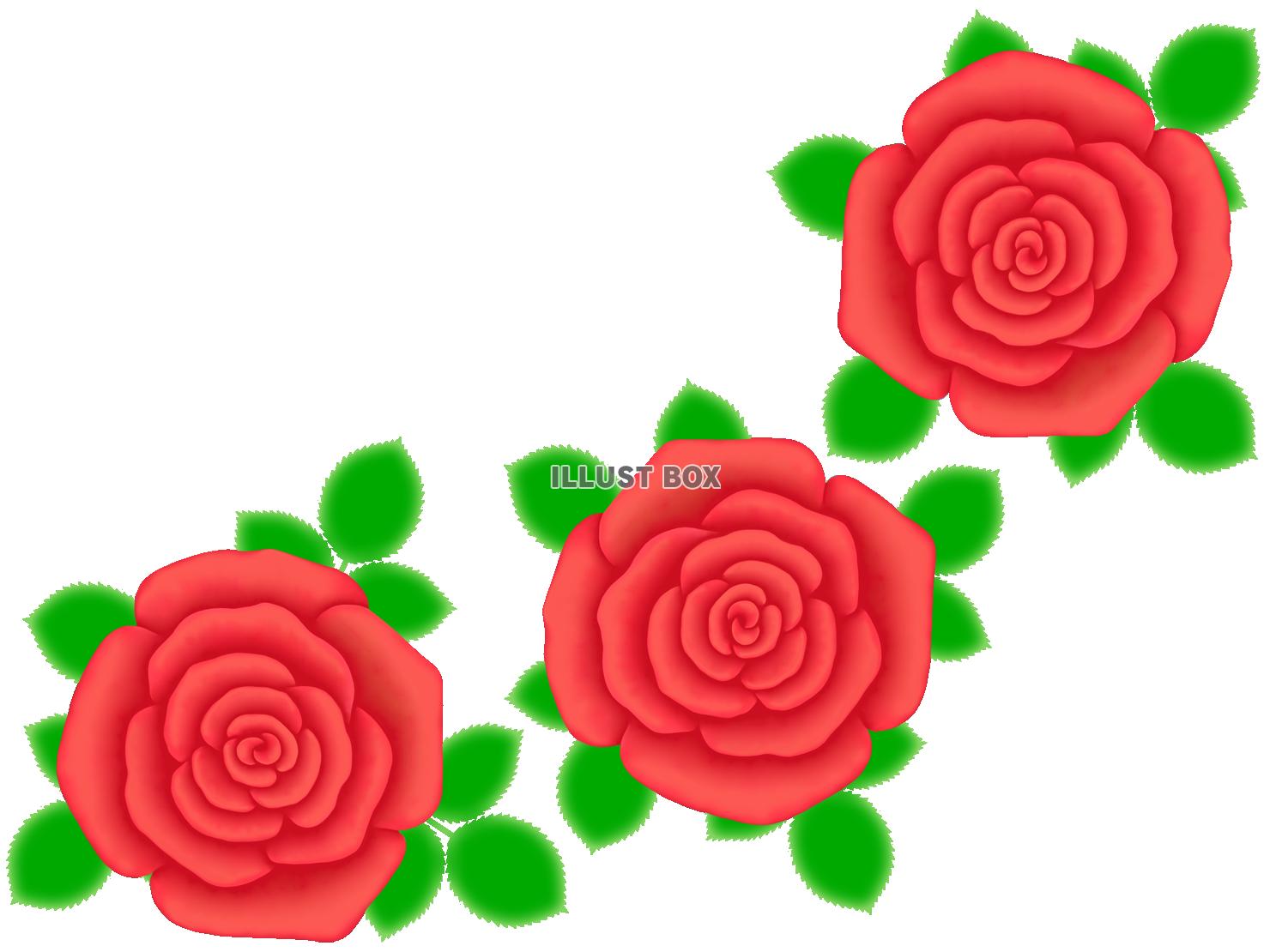 薔薇の花模様壁紙シンプル背景素材イラスト。透過PNG