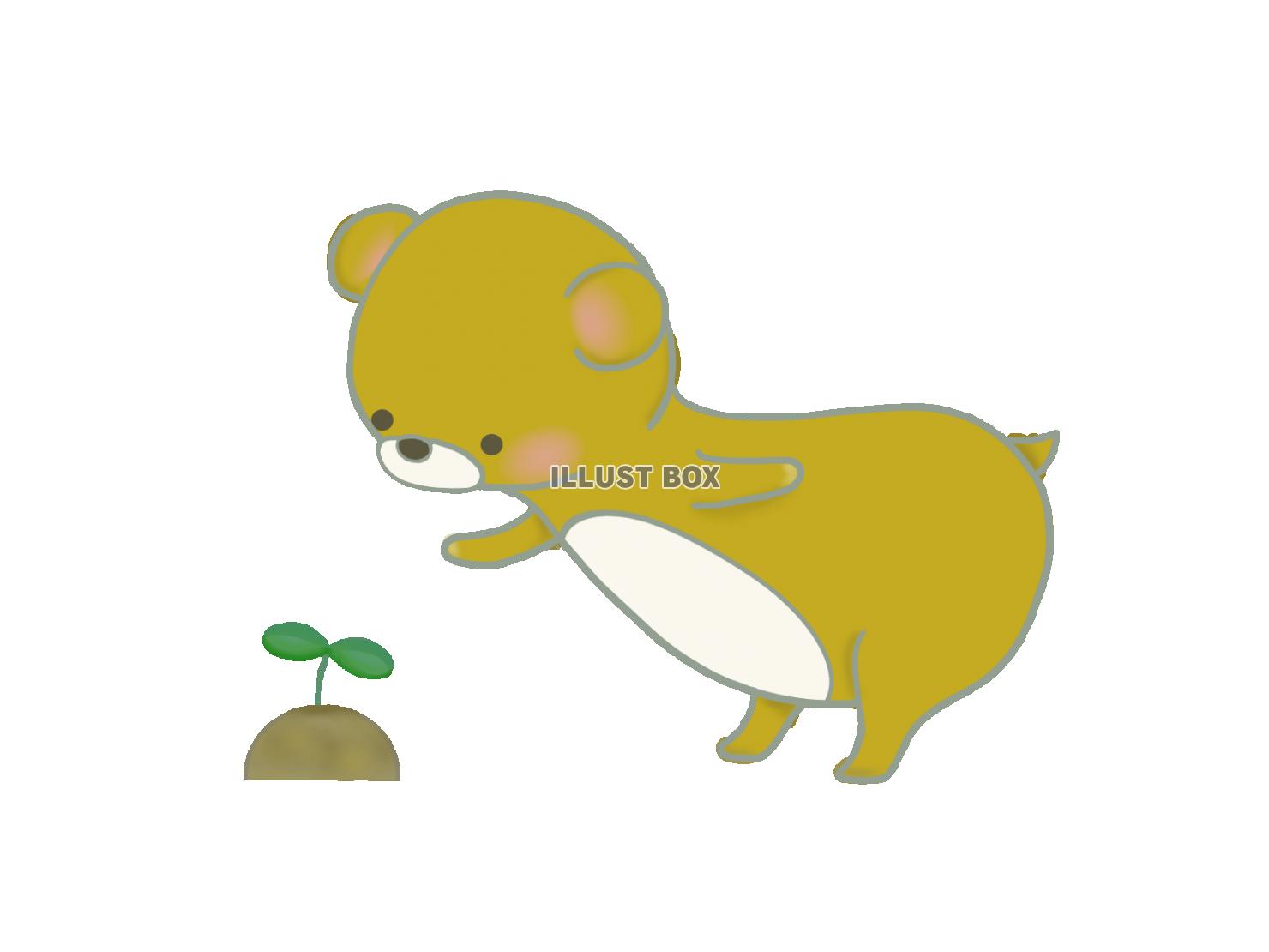 双葉を見るクマのイラスト