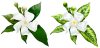 三友花