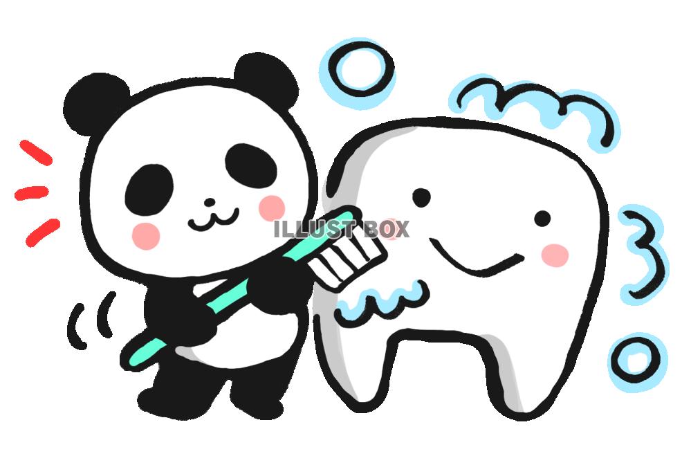 無料イラスト 歯を磨こうパンダ２