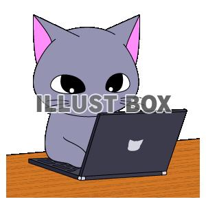 【ねこ】PCで作業する猫