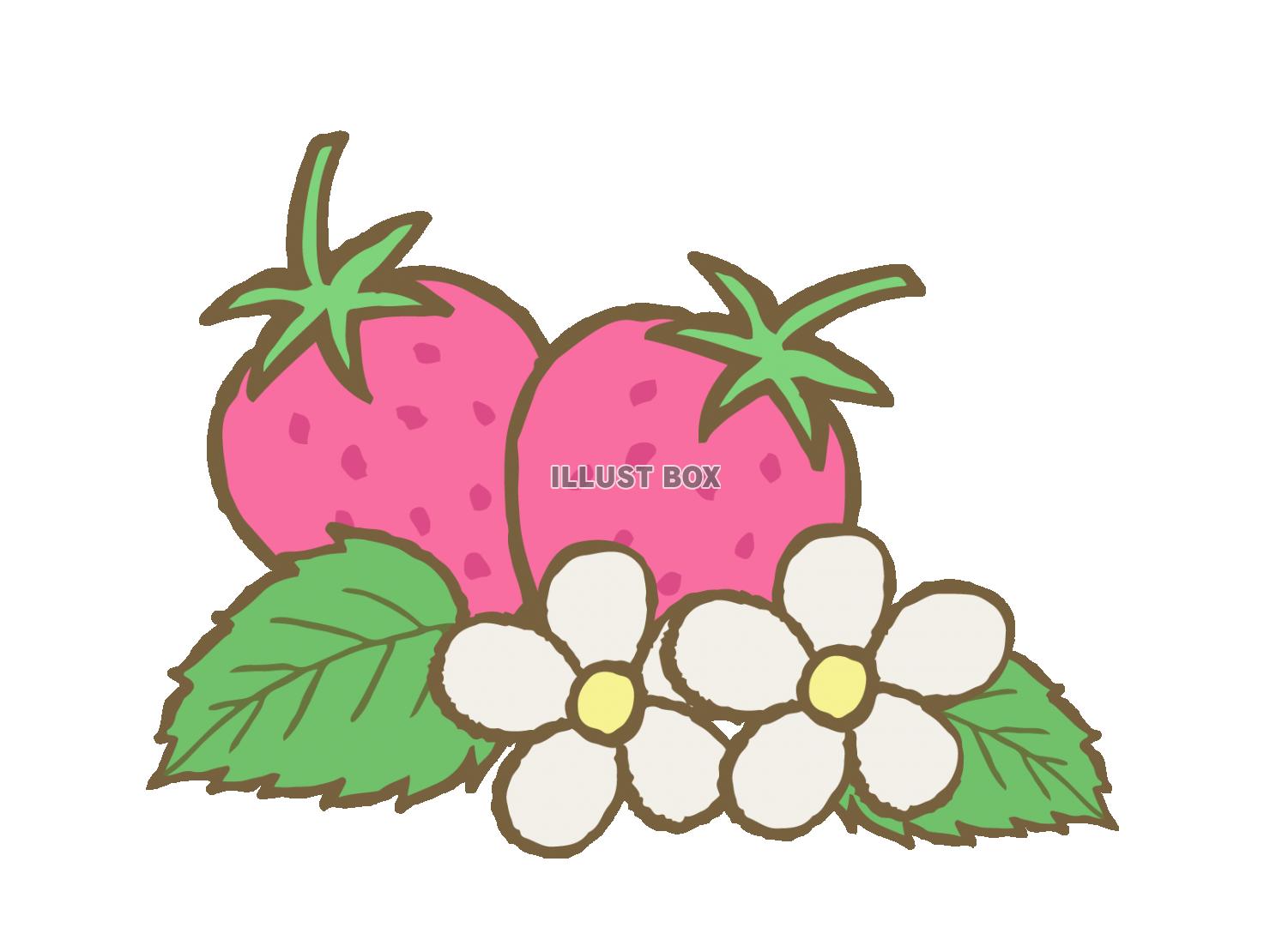 無料イラスト 苺といちごの花2