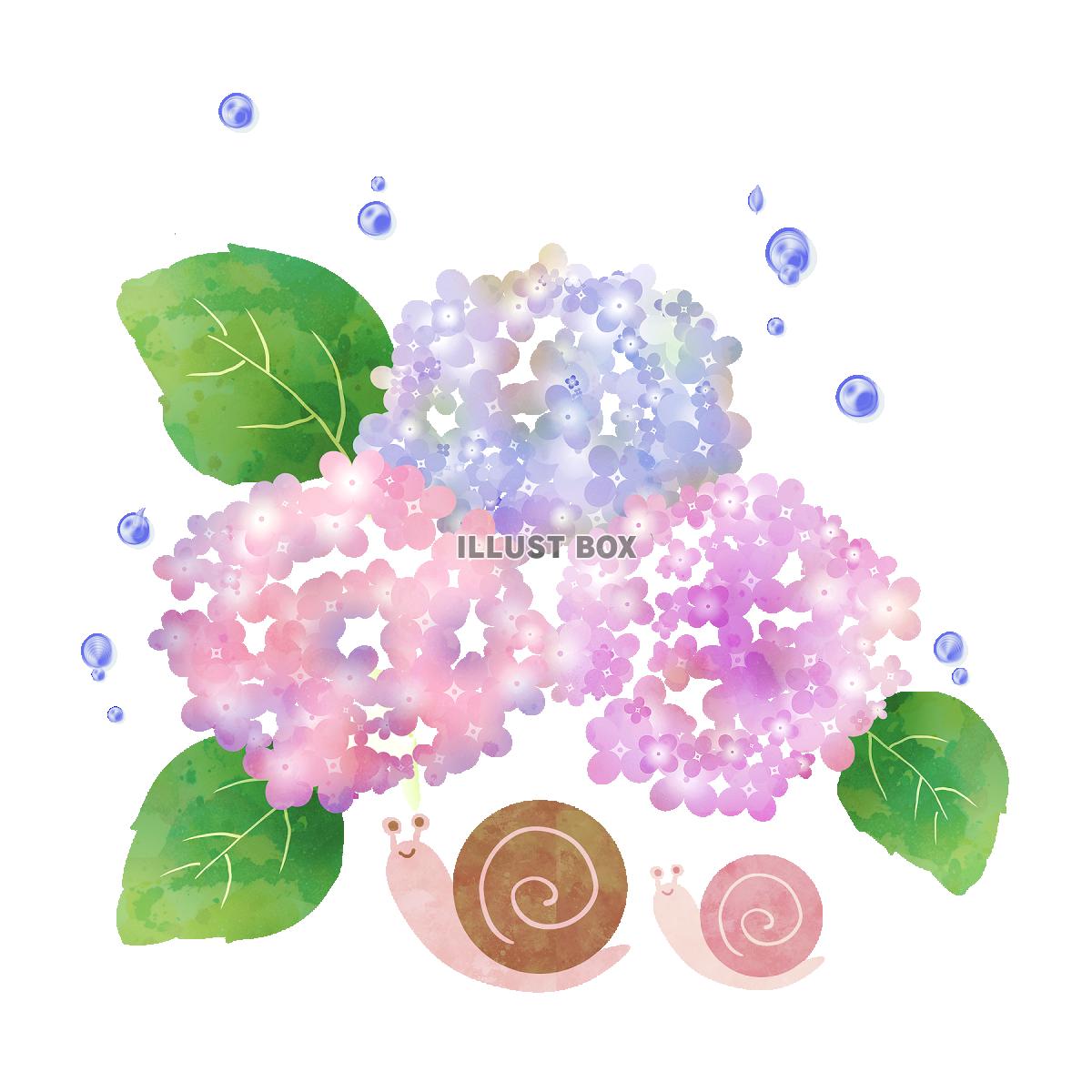 紫陽花 イラスト無料