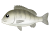 クロダイ（チヌ）　透過ＰＮＧ