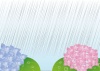 雨03_04（紫陽花）