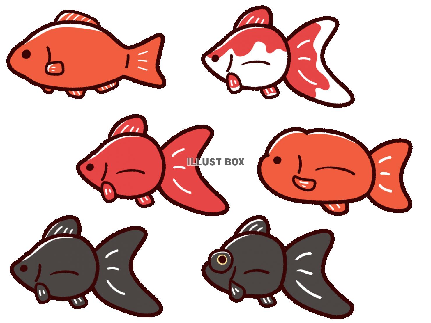 無料イラスト かわいい金魚のイラストセット