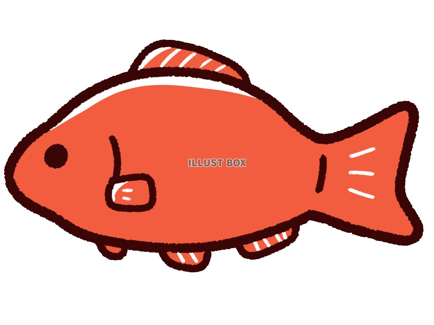 無料イラスト かわいい金魚 オレンジ 和金