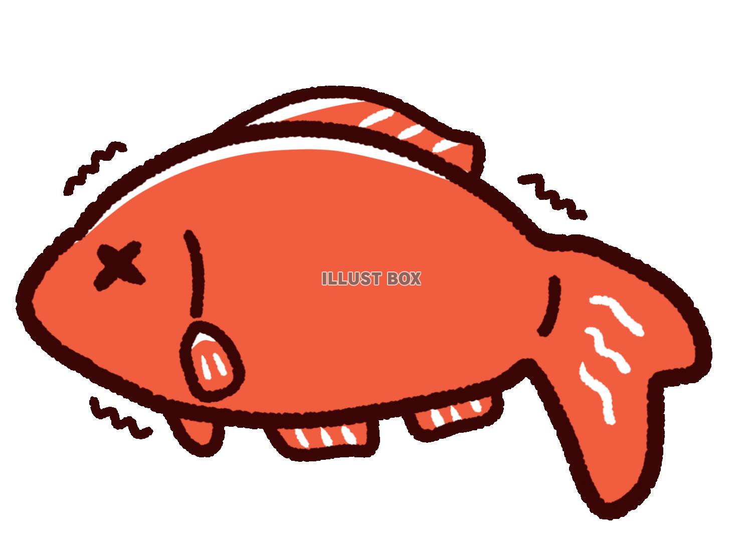 無料イラスト 弱っている金魚 和金