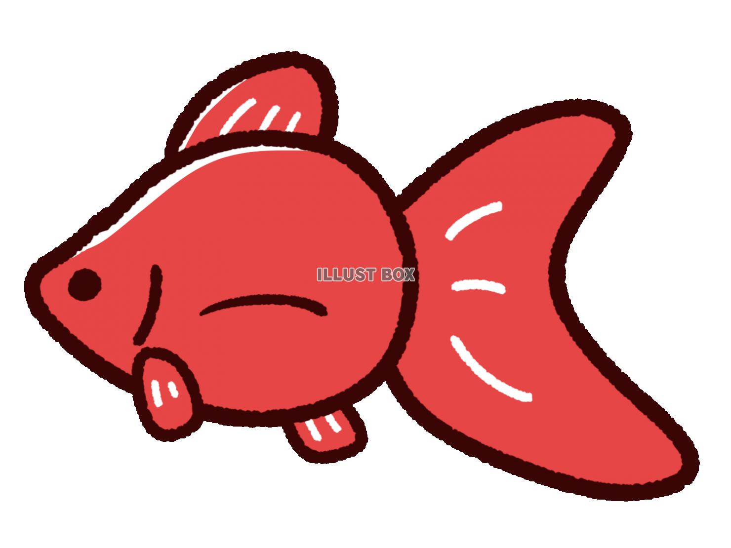 無料イラスト かわいい金魚 リュウキン 赤