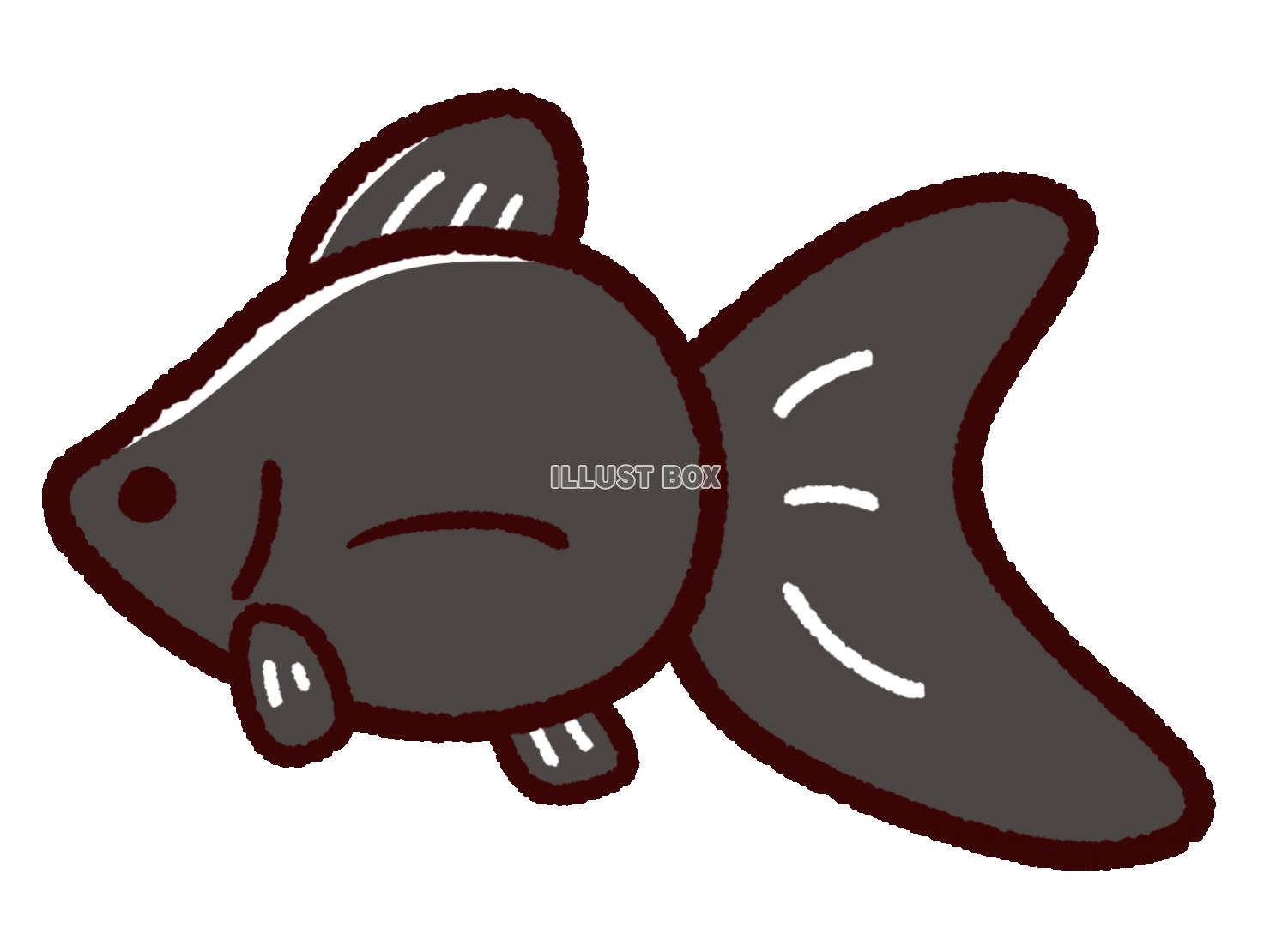 無料イラスト かわいい金魚 リュウキン 黒