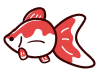かわいい金魚　リュウキン　赤白