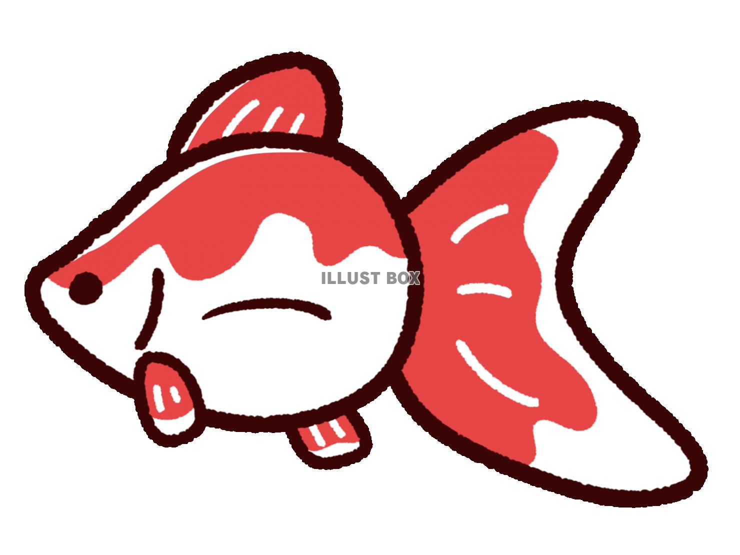 かわいい金魚　リュウキン　赤白