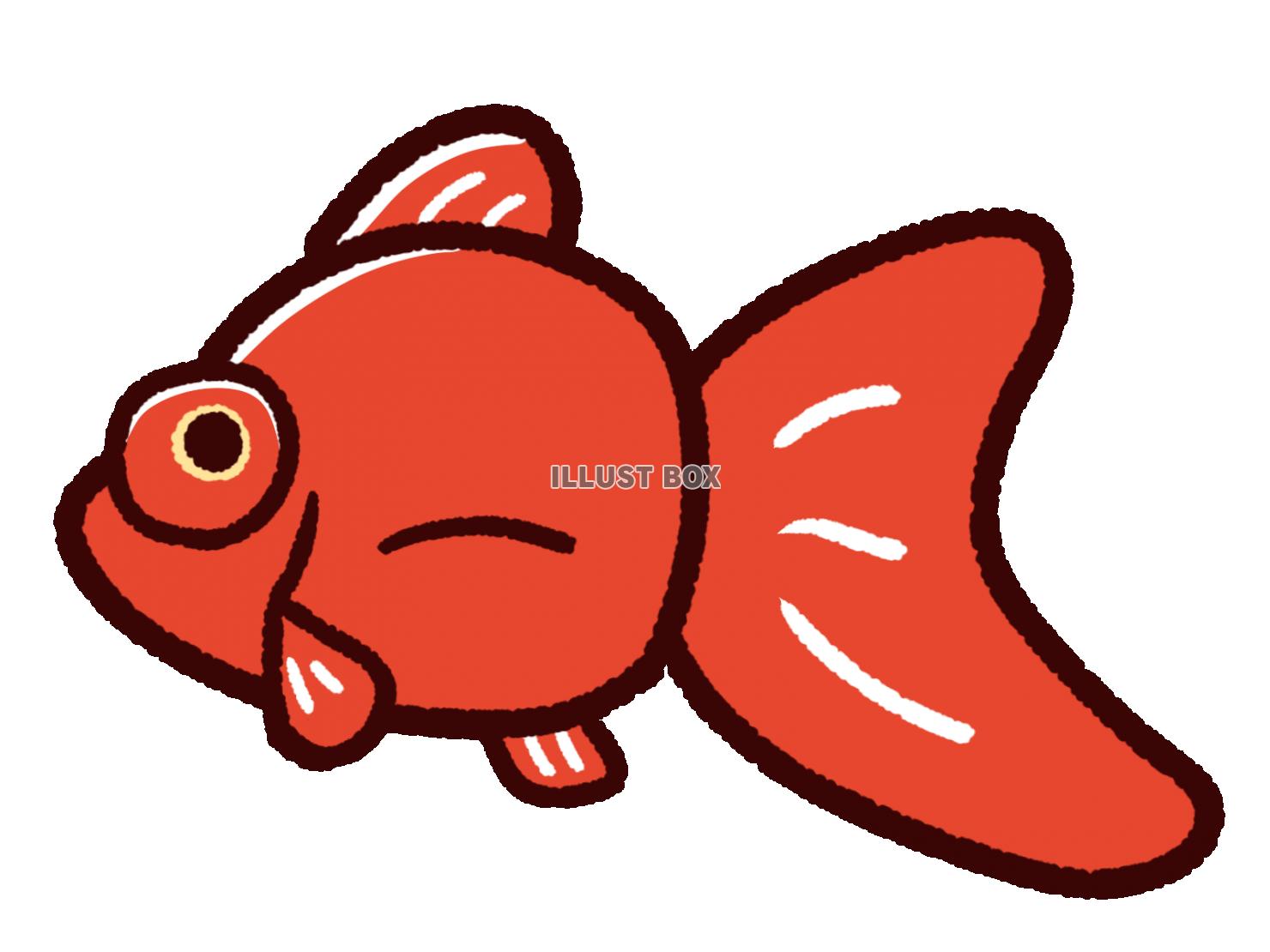 無料イラスト かわいい金魚 デメキン 赤