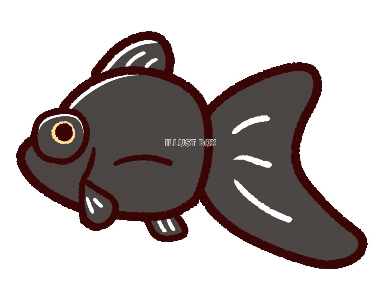 無料イラスト かわいい金魚 デメキン 黒