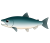 サケ（シロザケ）透過ＰＮＧ