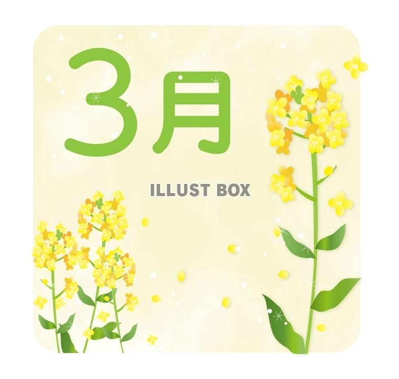 菜の花 イラスト無料