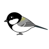 シジュウカラ（日本の野鳥）透過ＰＮＧ