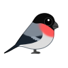 ウソ（日本の野鳥）　透過ＰＮＧ