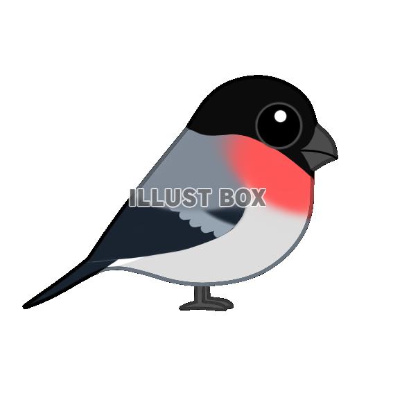 ウソ（日本の野鳥）　透過ＰＮＧ