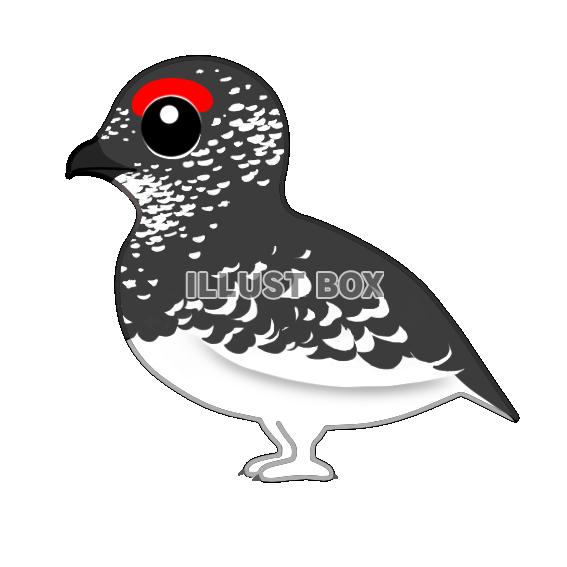 ライチョウ（日本の野鳥）透過ＰＮＧ