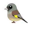 カワラヒワ（日本の野鳥）透過ＰＮＧ