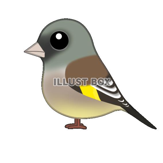 カワラヒワ（日本の野鳥）透過ＰＮＧ