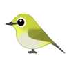 メジロ（日本の野鳥）透過ＰＮＧ