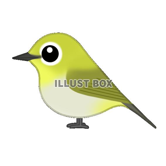 無料イラスト メジロ 日本の野鳥 透過ｐｎｇ