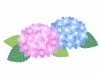 紫陽花イラスト