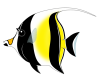 ツノダシ（熱帯海水魚）透過ＰＮＧ