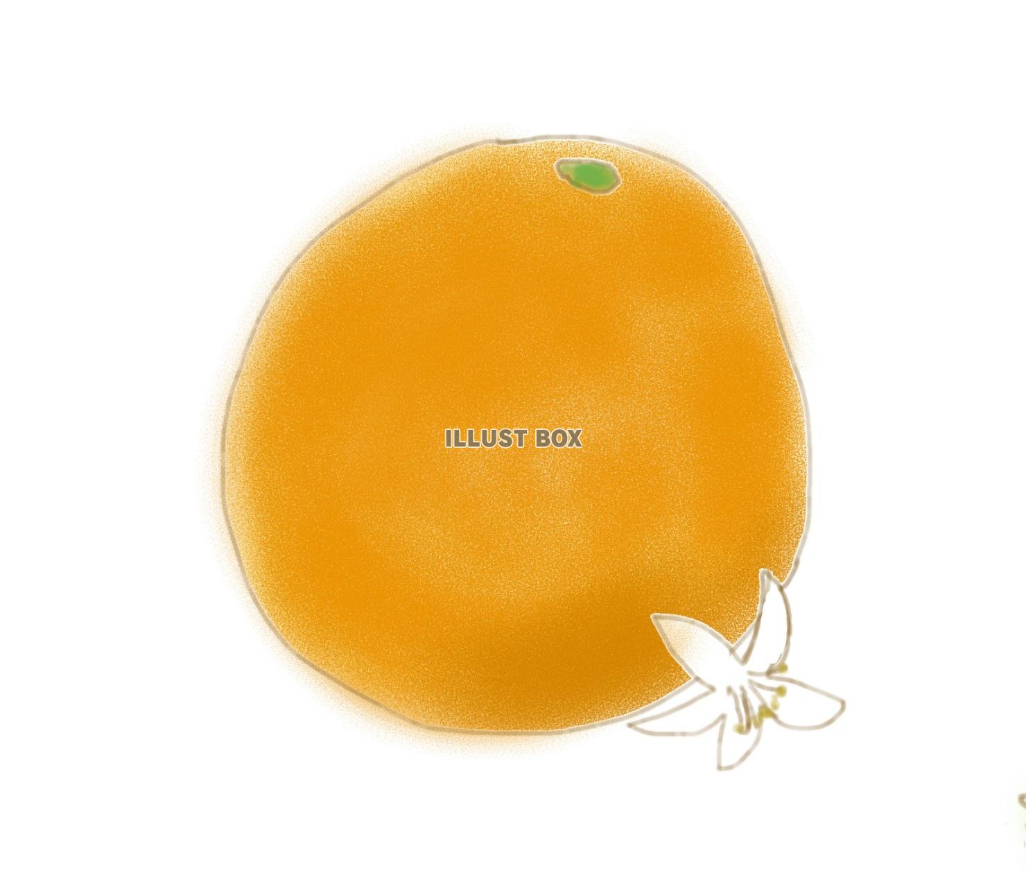 フルーツ（オレンジ）