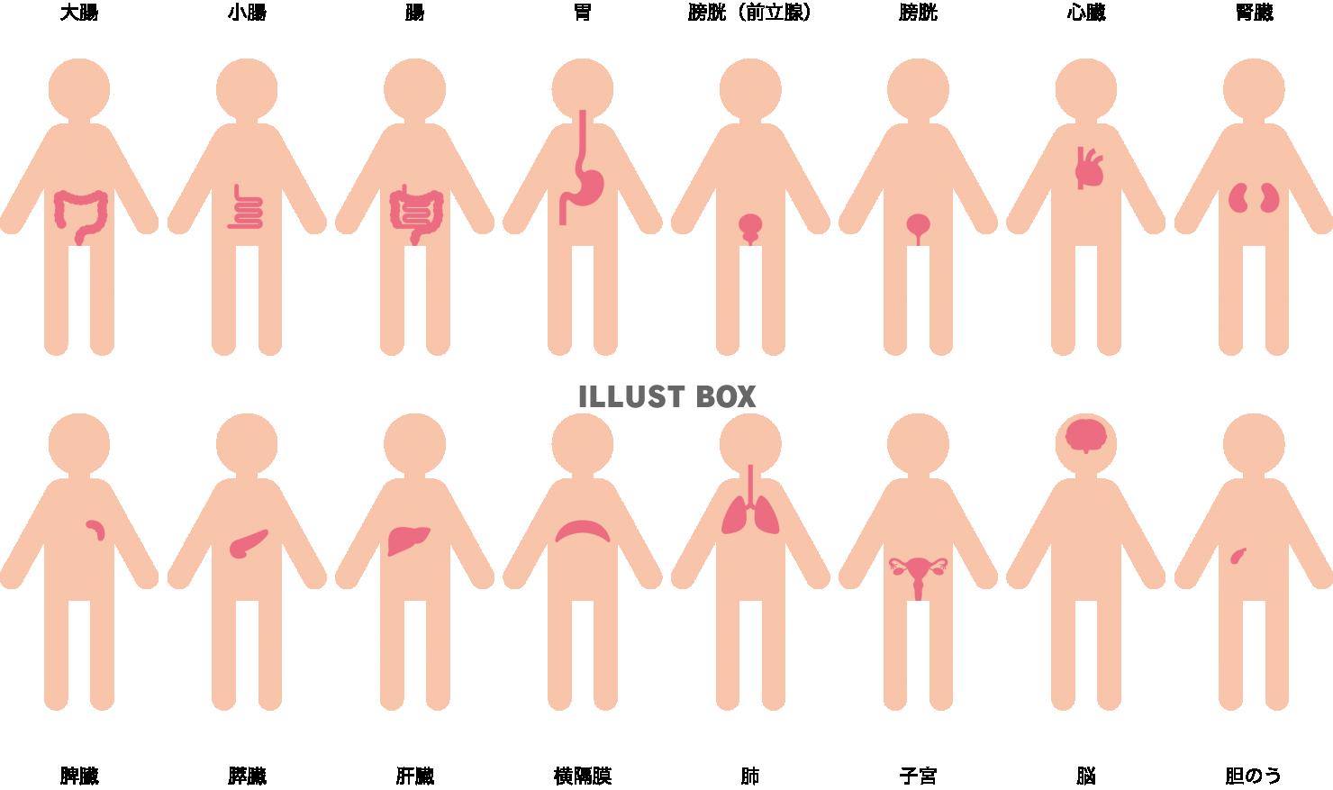 無料イラスト 人体 内臓 器官 医療 アイコン セット