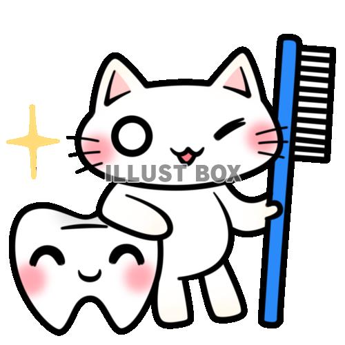 白猫ちゃんと歯と歯ブラシ
