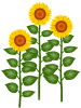 向日葵壁紙花模様挿絵背景素材イラスト。透過PNG