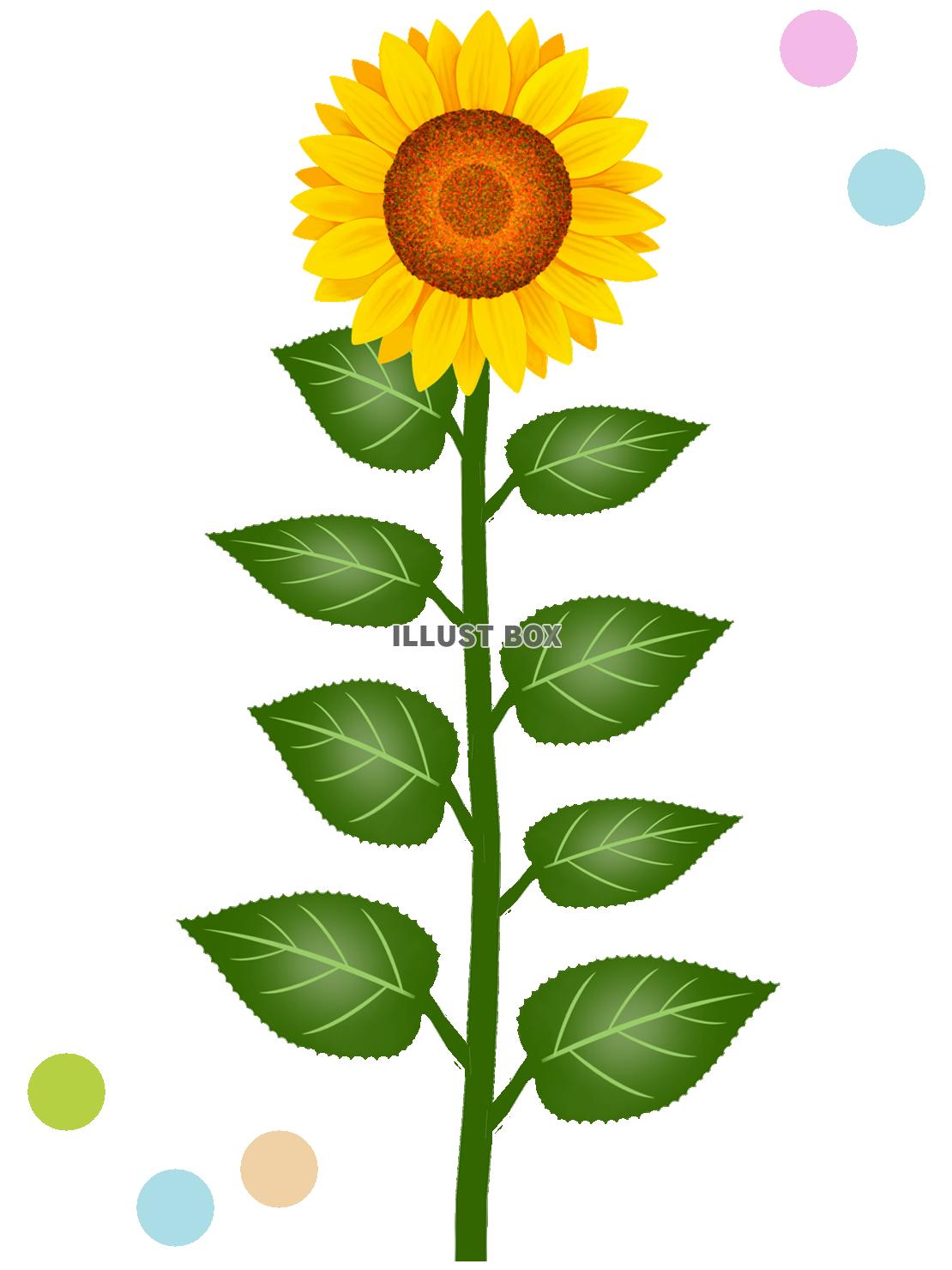 向日葵壁紙花模様挿絵背景素材イラスト。透過PNG