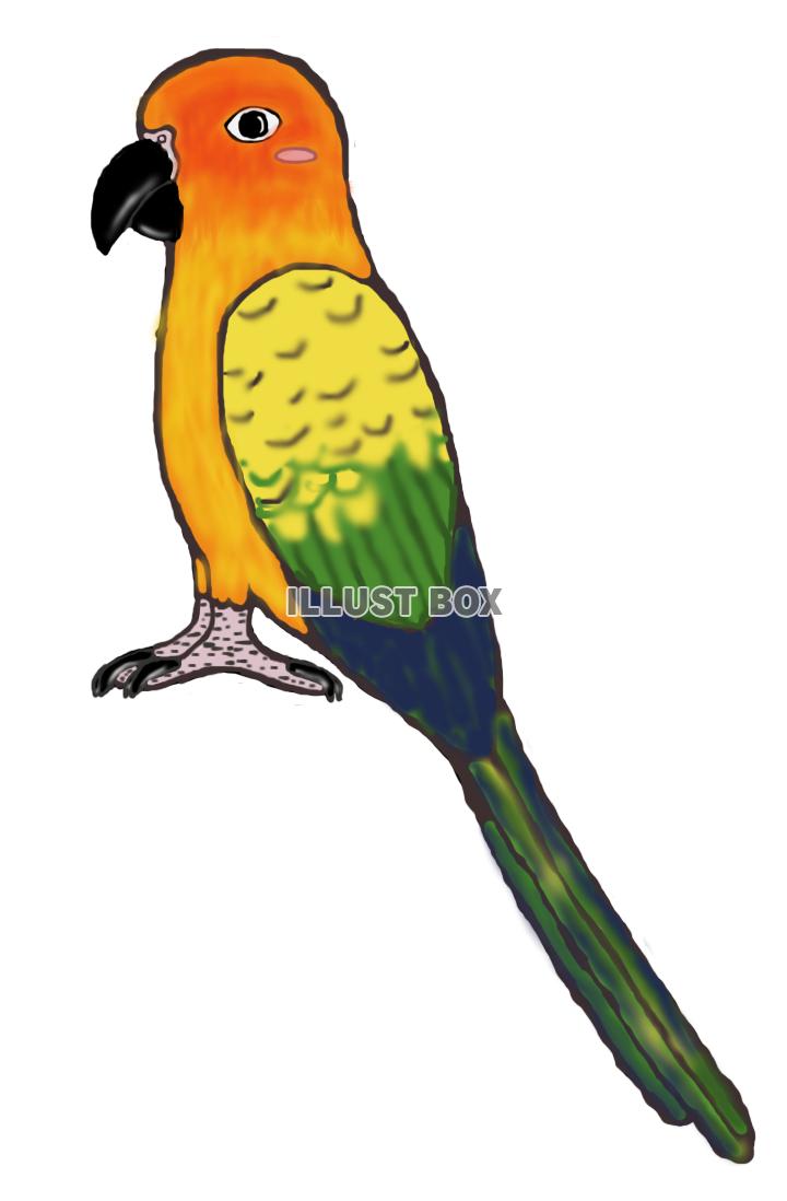 コガネメキシコインコ(png)